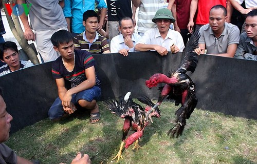 Cockfighting: long-standing form of popular entertainment  - ảnh 4